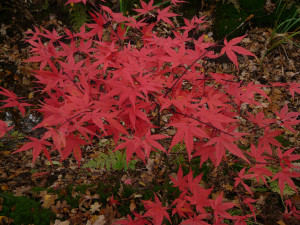 Acer palmatum Taroh Yama             